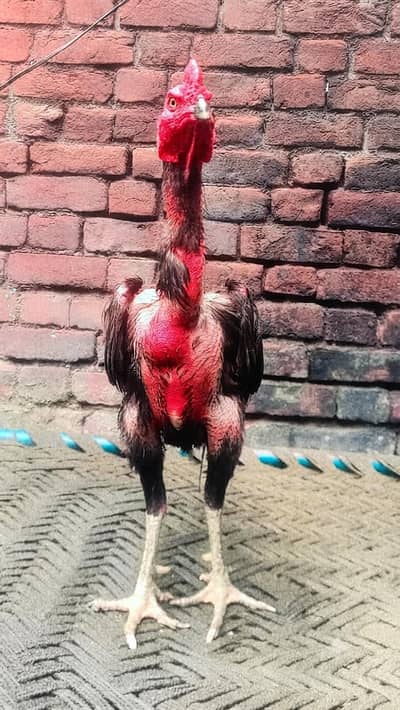 pure pokoya patha high quality brid/ aseel/ thai
