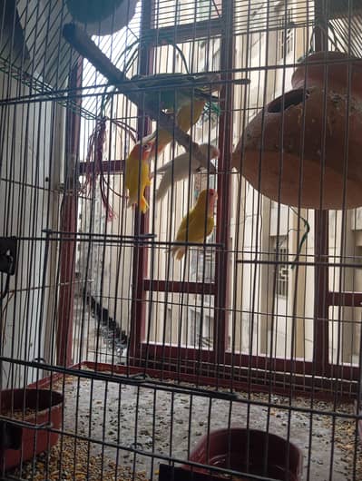 lovebirds
