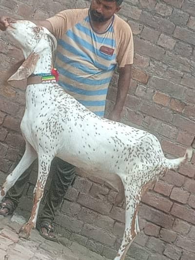 Makhi cheeni Gabn bakri sale