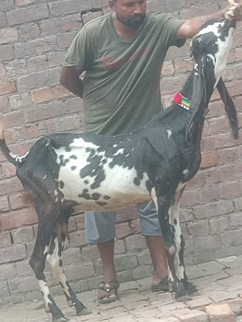 Makhi cheeni Gabn bakri sale — photo 11