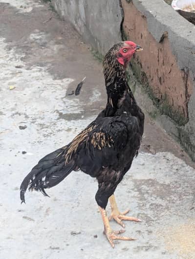 Aseel murg for sale high class urgent