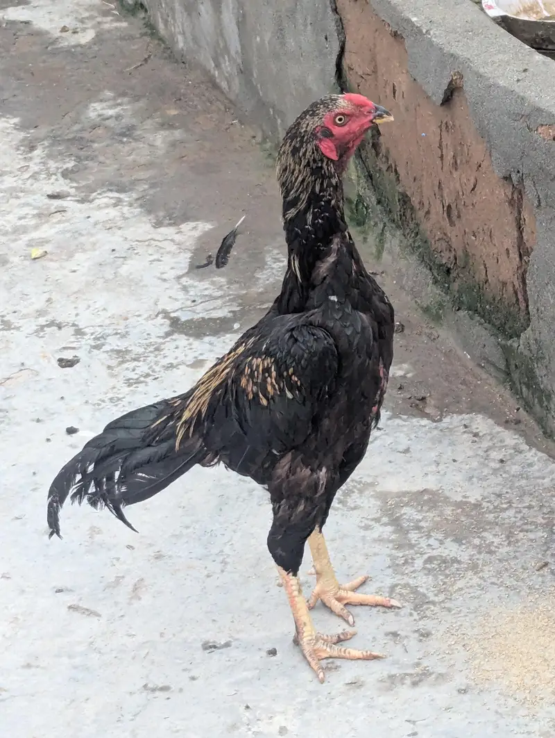 Aseel murg for sale high class urgent — photo 2