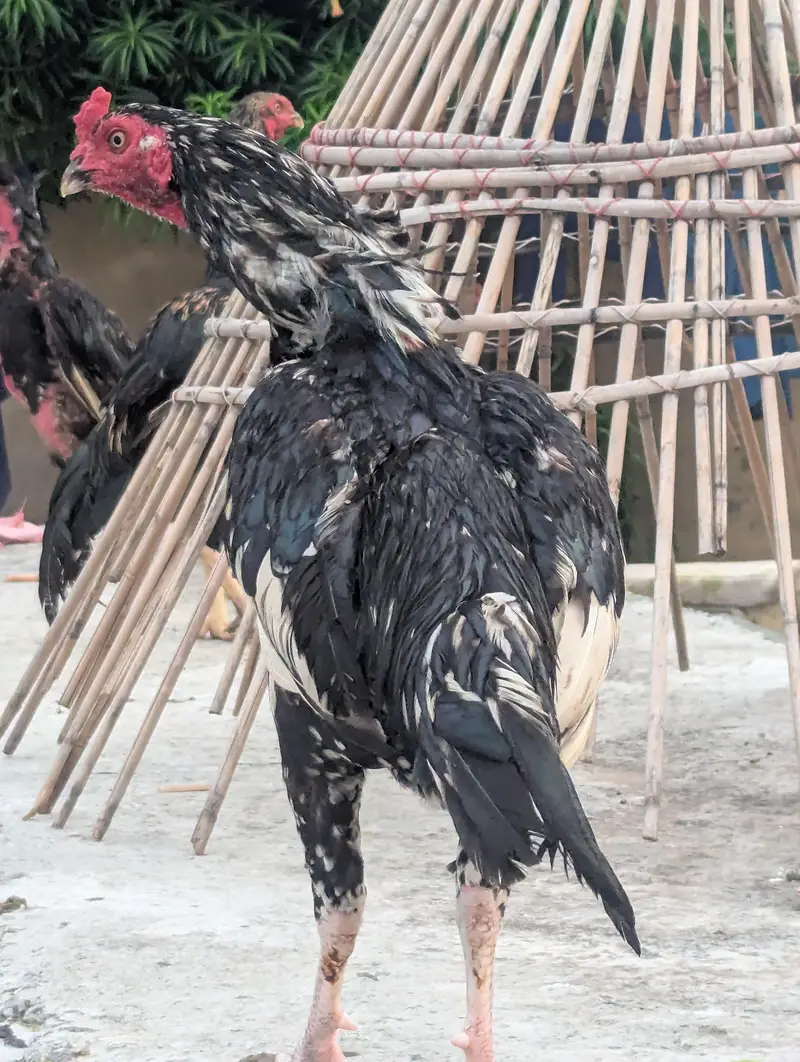 Aseel murg for sale high class urgent — photo 3