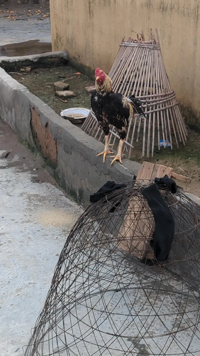 Aseel murg for sale high class urgent — photo 4