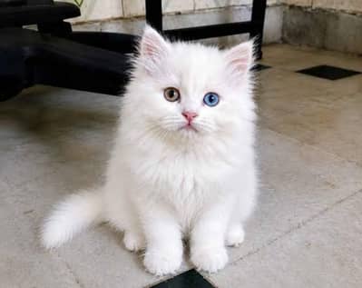 perision cat odd eyes kitten
