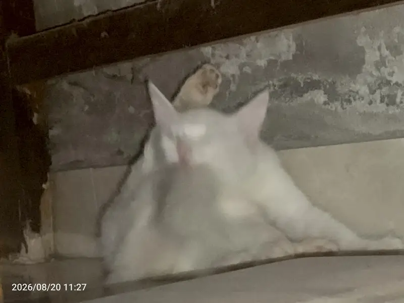 perision cat odd eyes kitten — photo 2