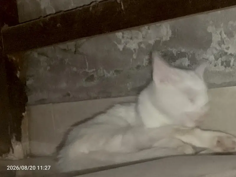 perision cat odd eyes kitten — photo 3