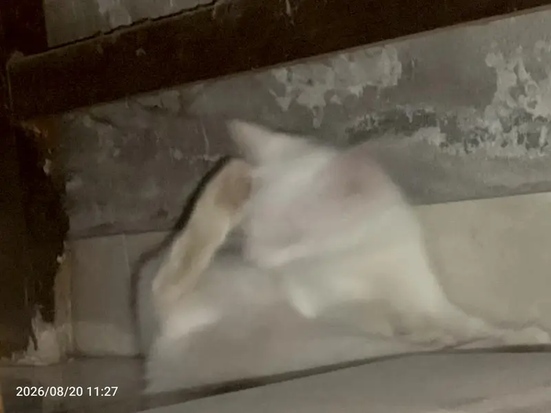 perision cat odd eyes kitten — photo 4