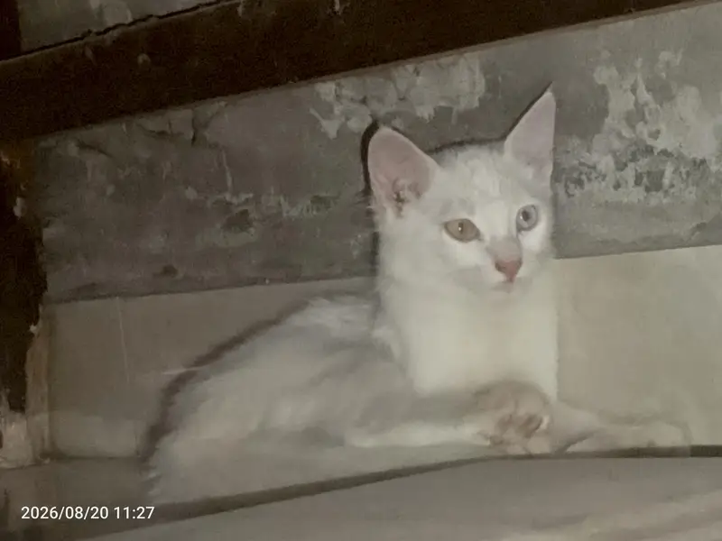 perision cat odd eyes kitten — photo 5