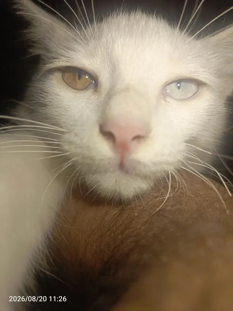perision cat odd eyes kitten — photo 6