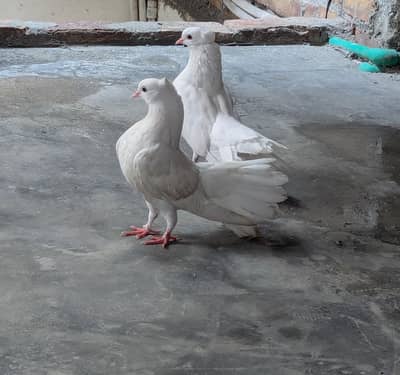Lucky pigeon pair for sale