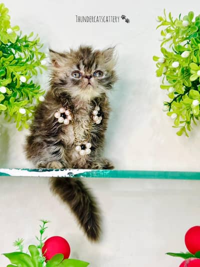 beautiful persion kittens