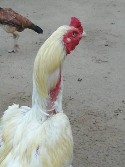 aseel cock