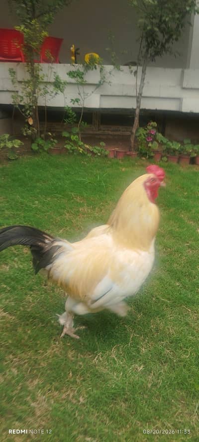 bantom chicken male very beautiful