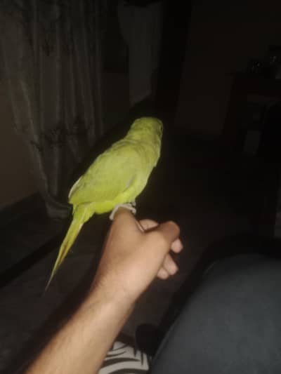 parrot