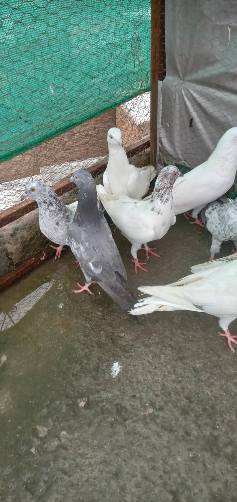 یہ نو کبوتر ہیں جی اڑائی والے 1