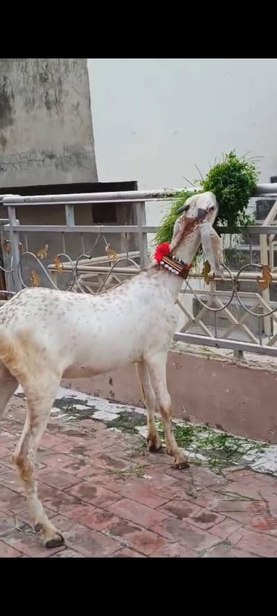 makhi chene female for sale age 2 dant