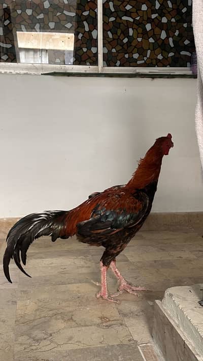 Aseel Murga Male