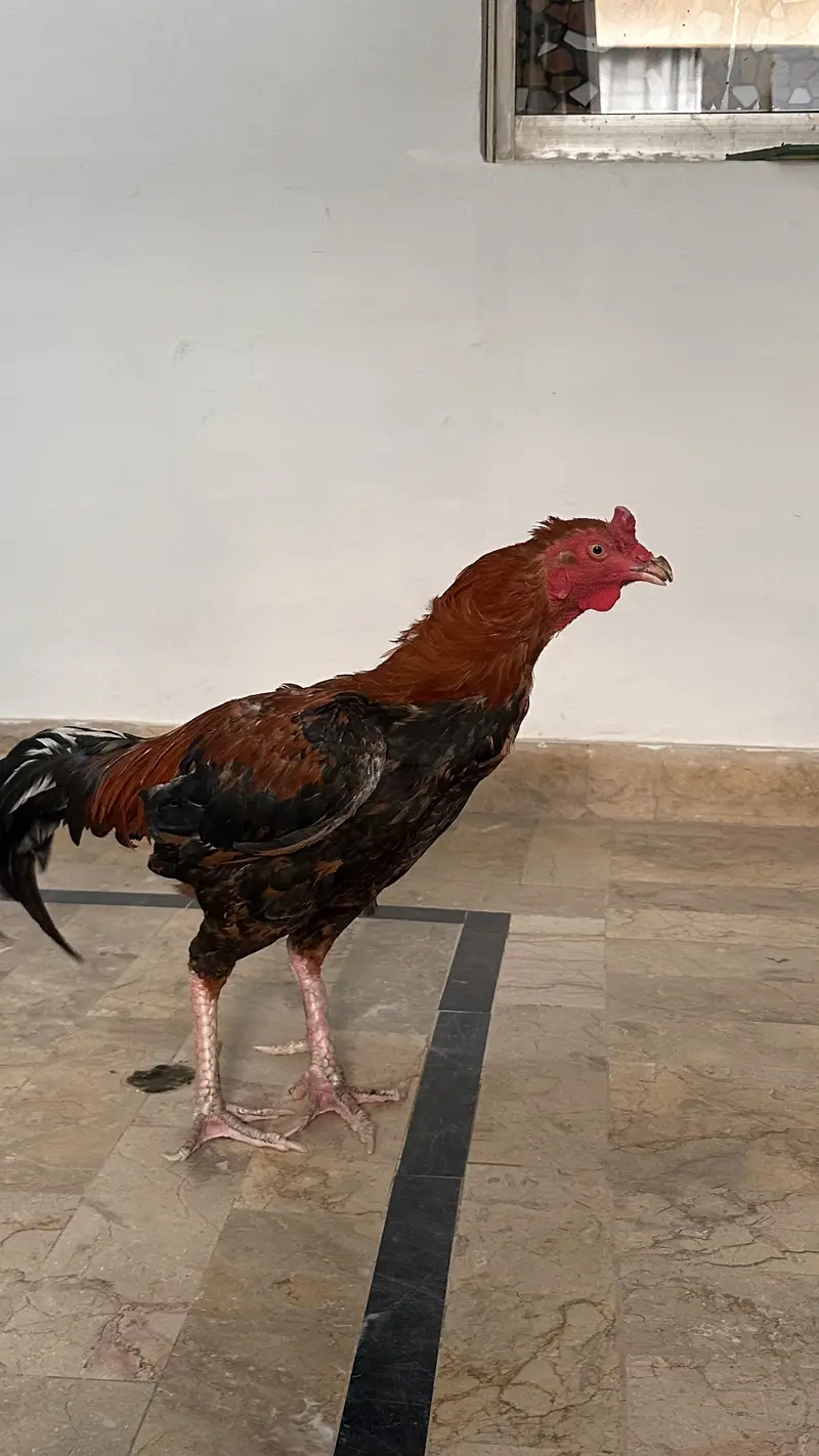 Aseel Murga Male — photo 4