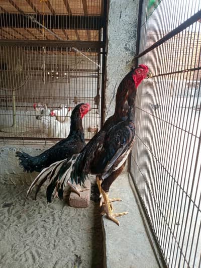 Black O Shamo / Heera Aseel / Ayam Cemani 0326/7678/540