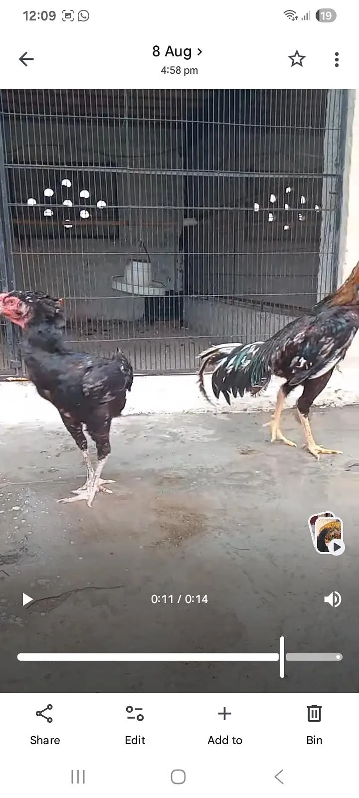Black O Shamo / Heera Aseel / Ayam Cemani 0326/7678/540 — photo 2