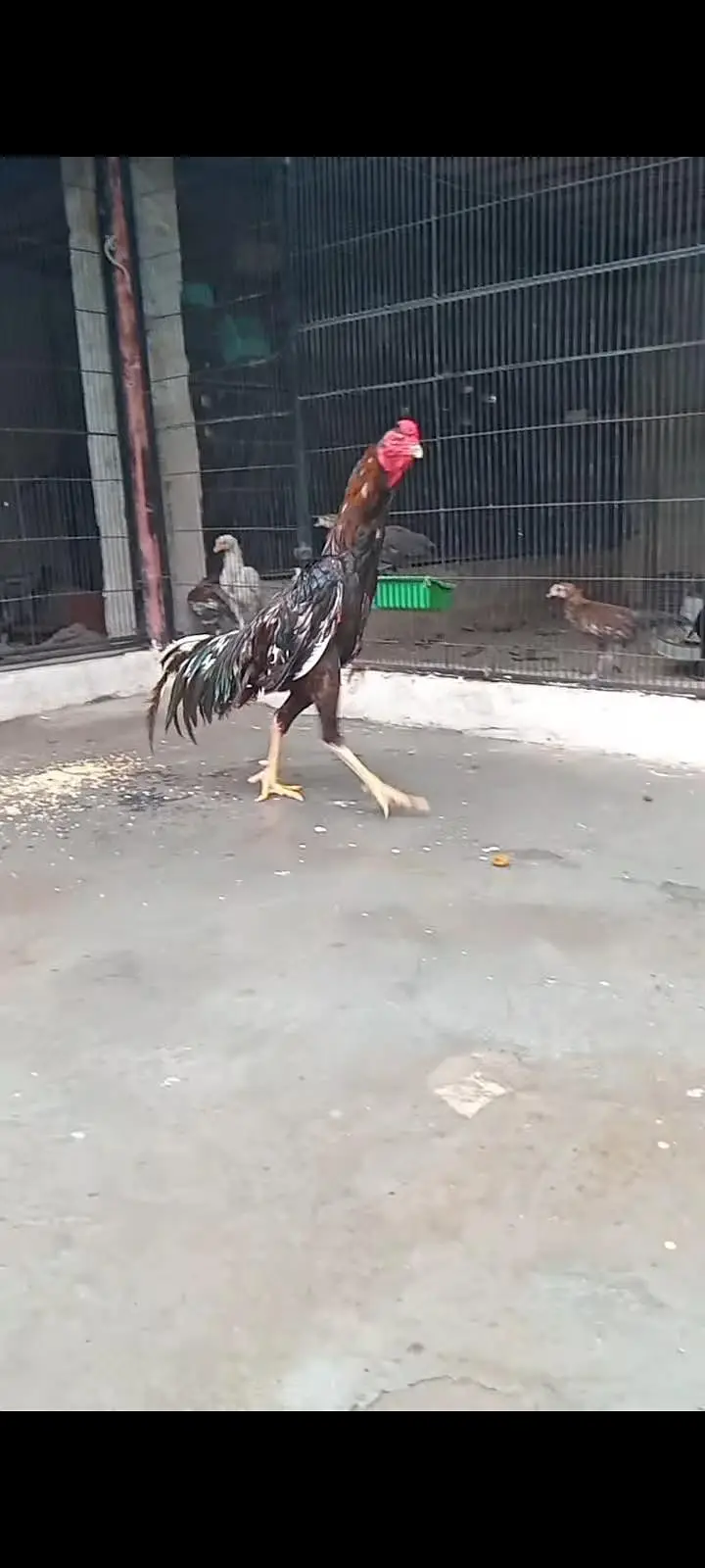 Black O Shamo / Heera Aseel / Ayam Cemani 0326/7678/540 — photo 3