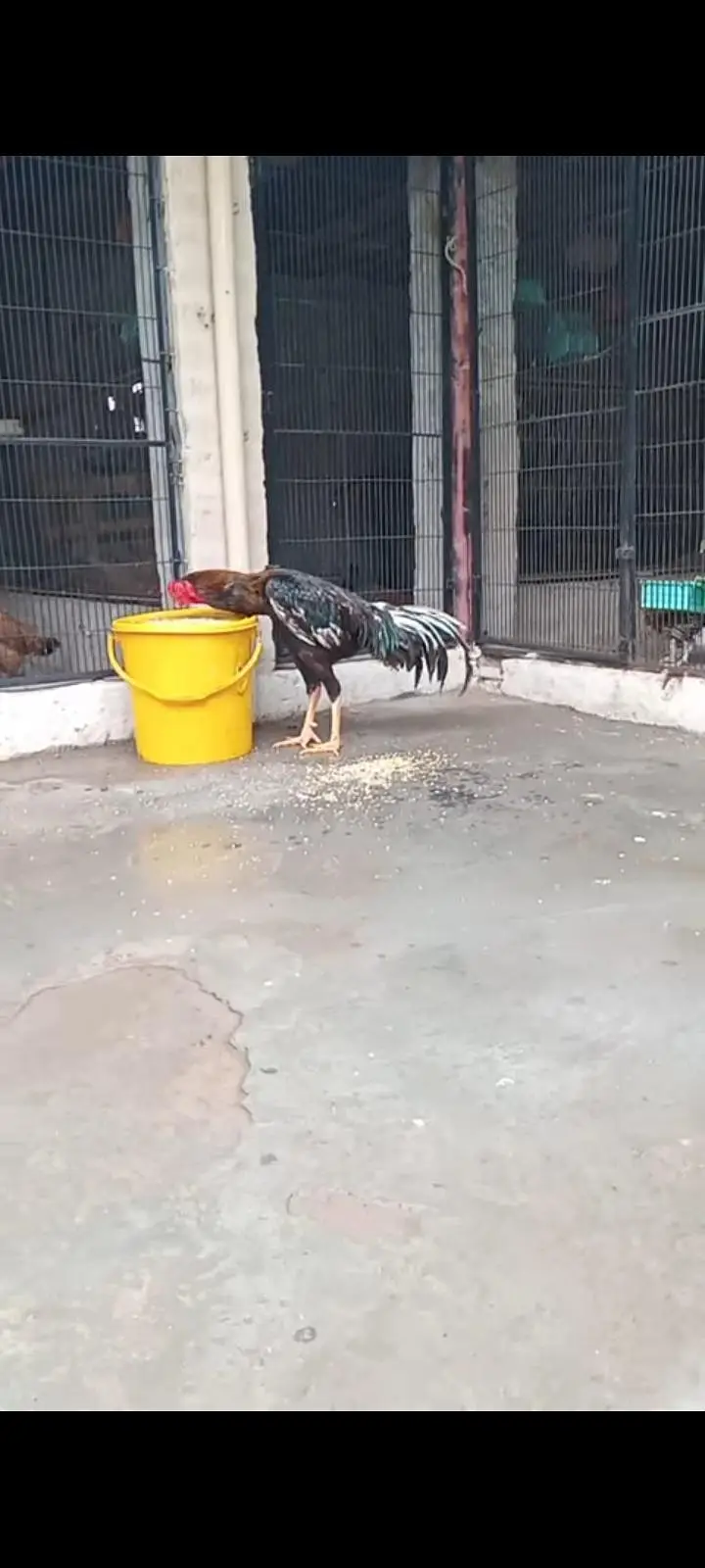 Black O Shamo / Heera Aseel / Ayam Cemani 0326/7678/540 — photo 4
