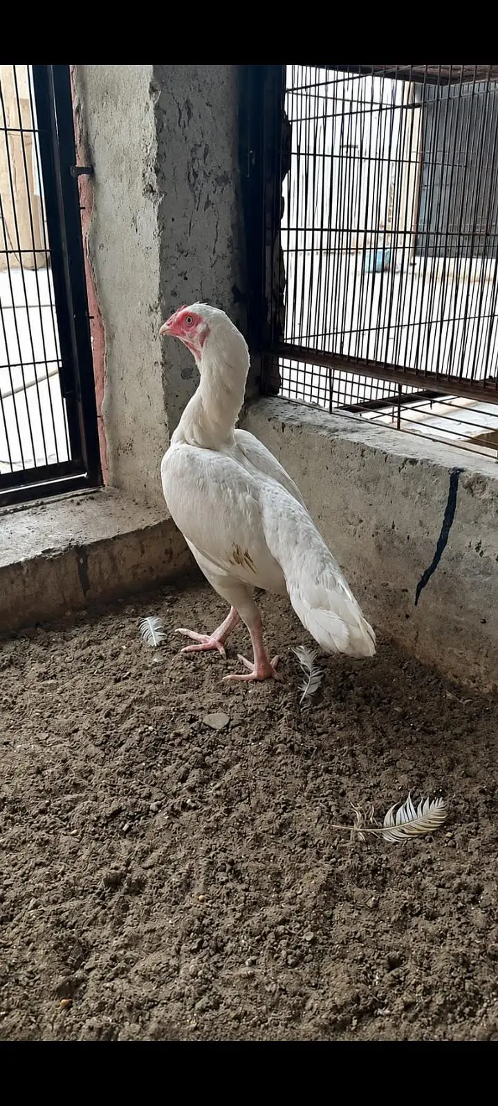 Black O Shamo / Heera Aseel / Ayam Cemani 0326/7678/540 — photo 5