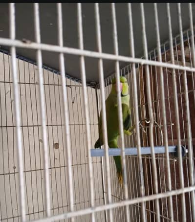 Green Parrot ring neck