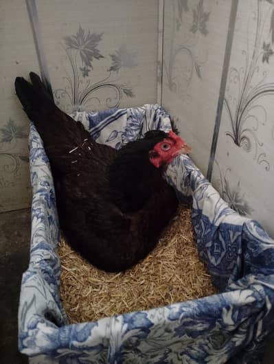 aseel madi with 12 eggs