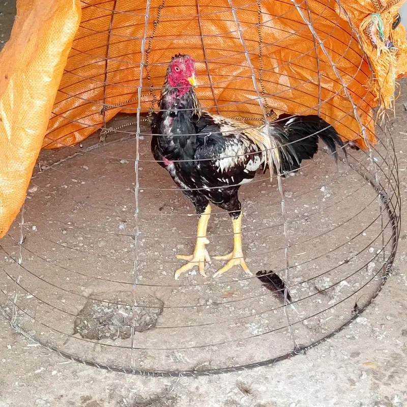 Sindhi aseel roaster 03416029153 — photo 2