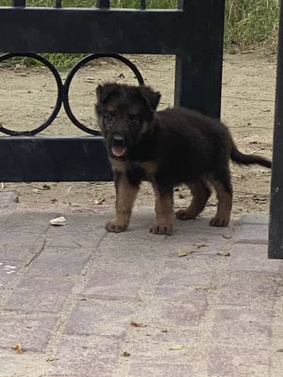 German Shepherd