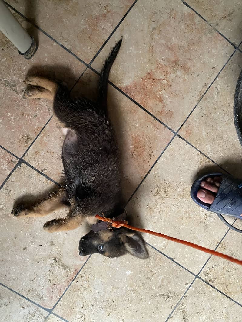 German Shepherd 1
