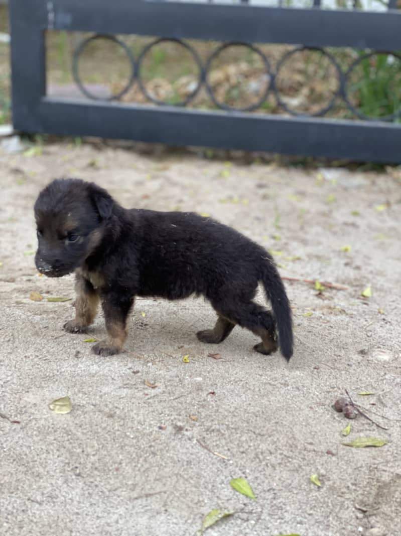German Shepherd 2