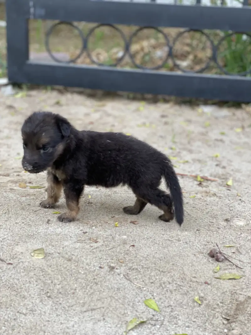 German Shepherd — photo 3