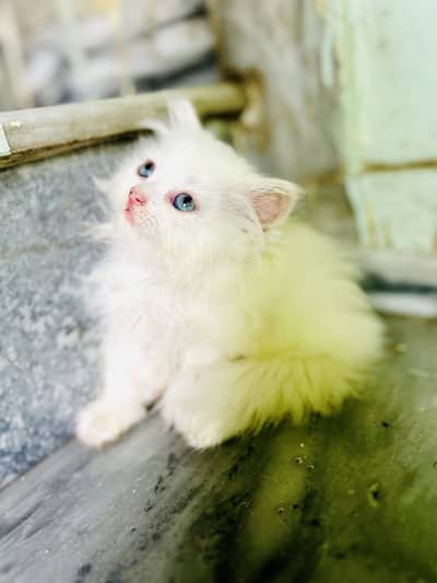 persion cat Healthy and active