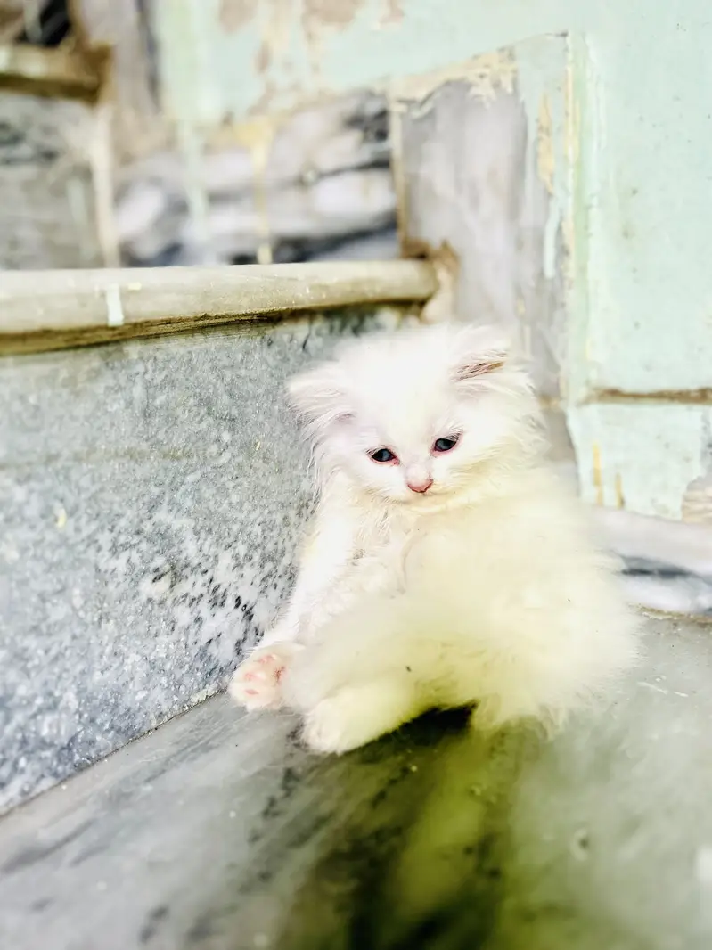 persion cat Healthy and active — photo 2