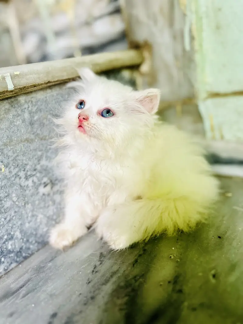 persion cat Healthy and active — photo 3