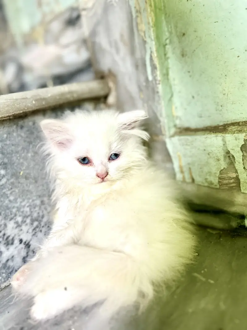 persion cat Healthy and active — photo 4