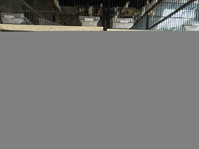 Very Solid iron cage