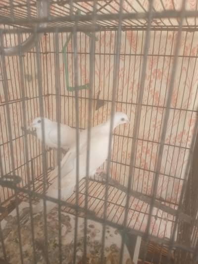 best bird white khumray