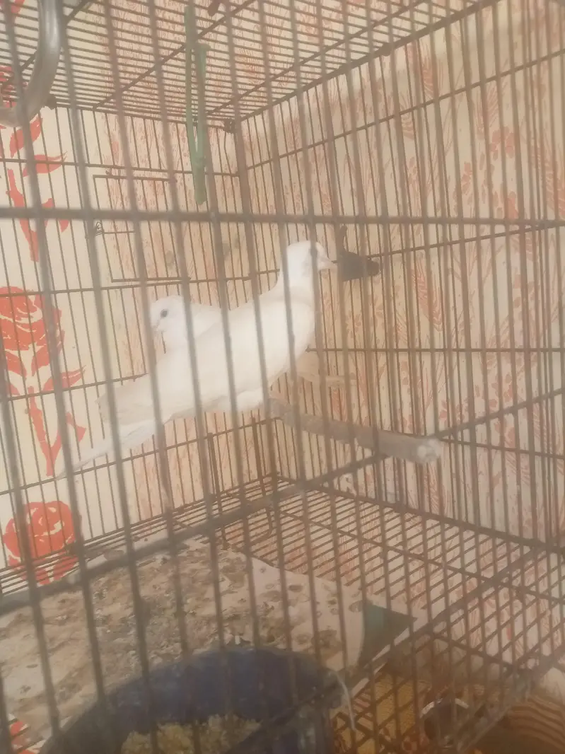 best bird white khumray — photo 2