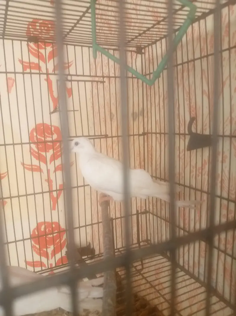 best bird white khumray — photo 3