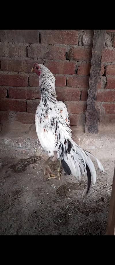 Dragon Patha 03204048942
