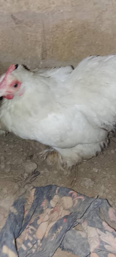 bantam hen