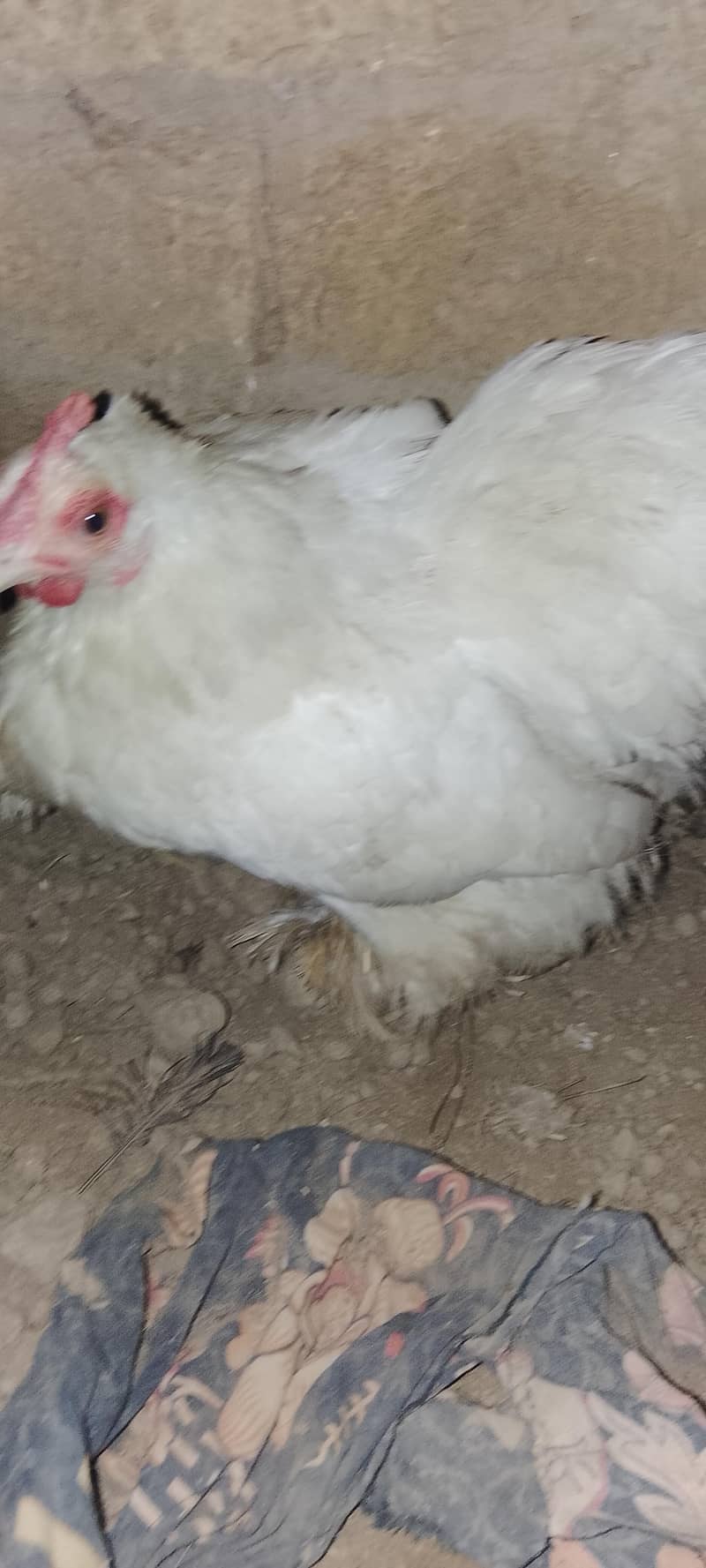 bantam hen 0