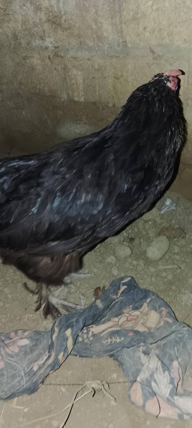 bantam hen 1