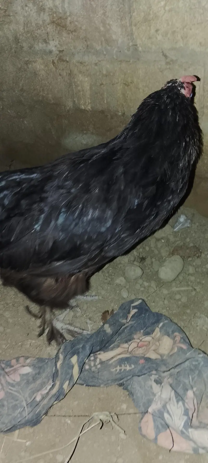 bantam hen — photo 2