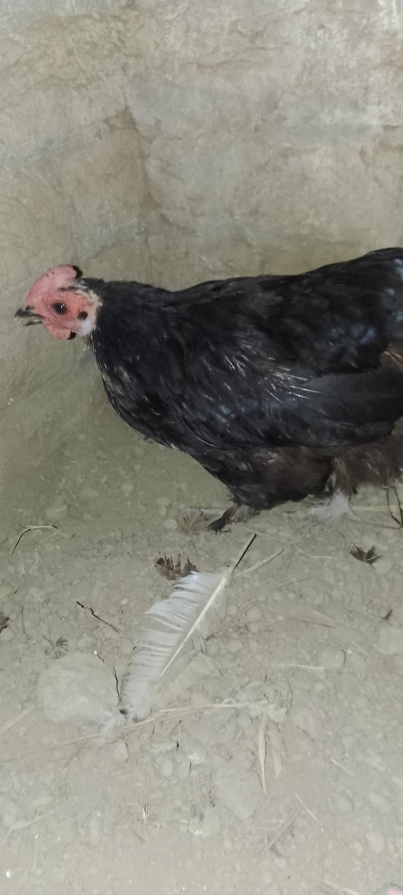 bantam hen 2