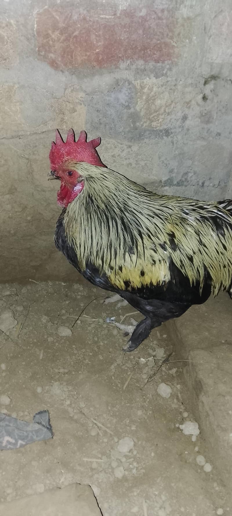 bantam hen 3